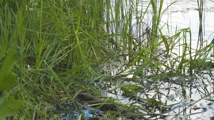 A man takes a basket of fresh fish from the lake