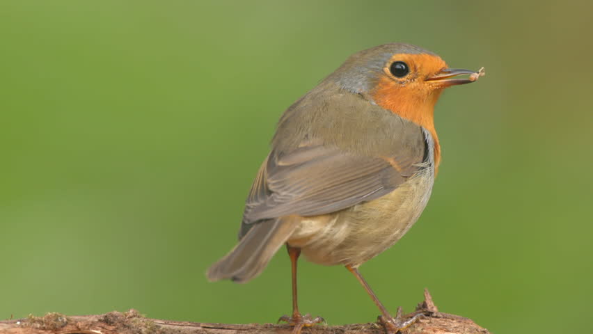 robin bird animal on ground turn around front view watching extreme close up