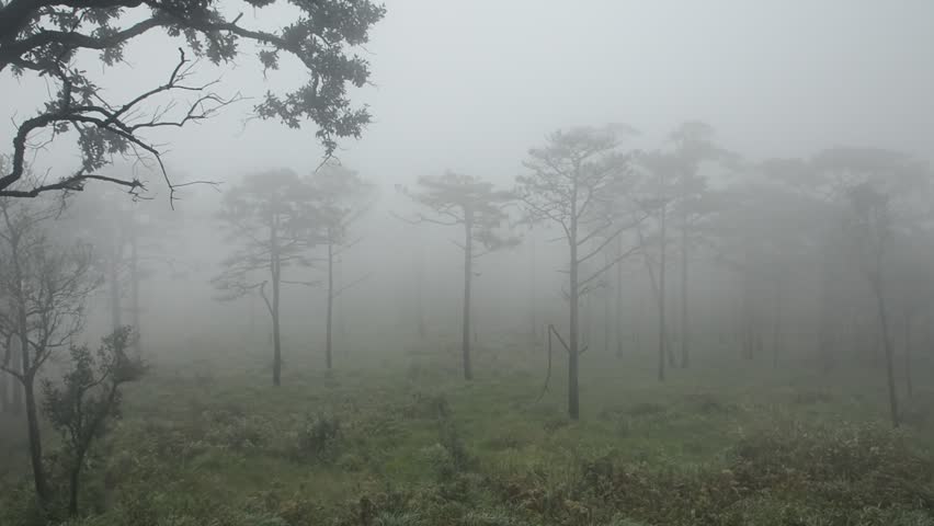 The Peak at "Phu Soi Dao" mountain in THAILAND. The land of fog in rainy season | Shutterstock HD Video #1015808737