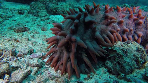Move along large sea cucumber on seabed. 스톡 비디오