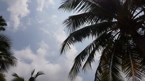 A video of a palm tree can be heard in the wind against the sky