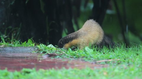 Adult Yellow-throated marten (Martes flavigula), angle level, foraging on the grounds near the rest area in montane forest in early morning, Chong Yen, Mae Wong National Park, northern of Thailand.