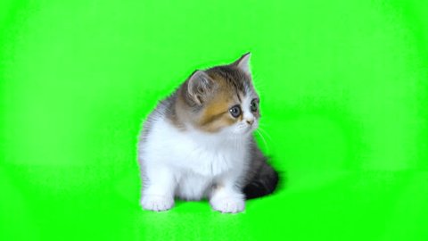 Tổng hợp 500 Green screen background cute Hoàn toàn miễn phí, tải ngay