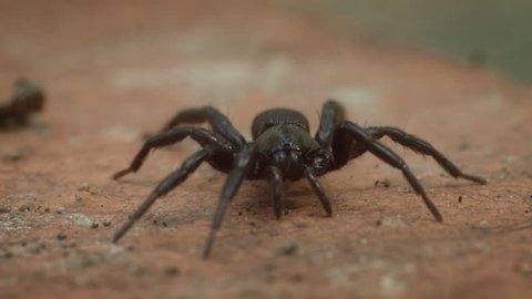 Black spider macro.