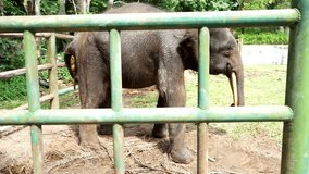 real time footage for video of an elephant calf taking a dump at animal wildlife park.