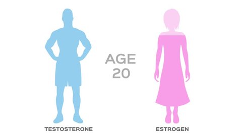 testosterone and estrogen hormone level / age / graphic animation