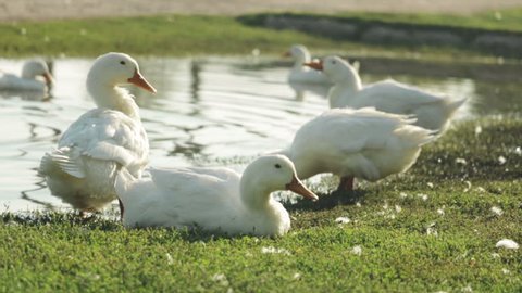 domestic ducks grazing and clean feathers