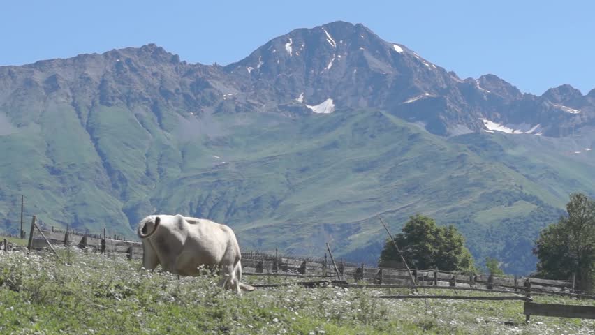 white and well-fed cow grazing on pasture at foot of the mountains. cattle on a meadow against a background of rocky mountains with snow-covered glaciers in Mestia
