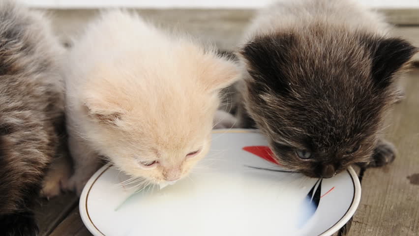 kittens and milk
