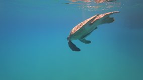 Sea turtle swims in blue sea water aquatic animal underwater video 4K