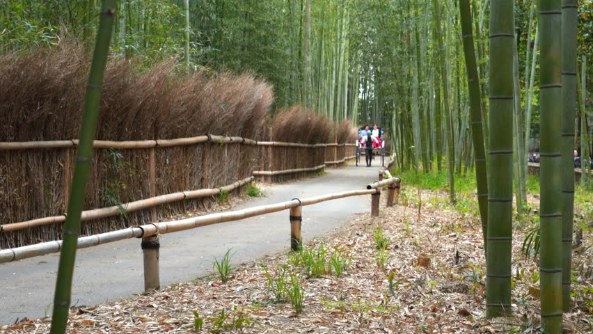 long shot of two tourists taking a rickshaw ride arashiyama bamboo forest, japan