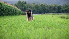 Slowmotion video of a cute dog sitting in green grass field with nature background