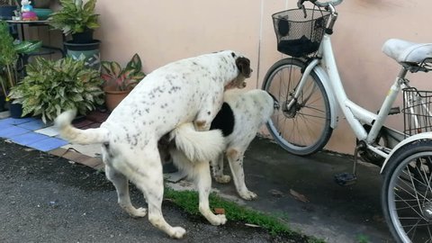 Mating of dog