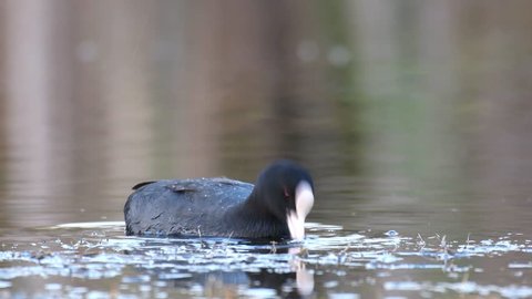 Coot (Fulica atra) feeds in the water