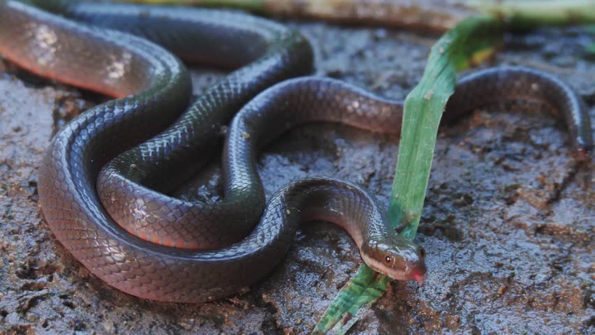 Brown Water Snake from South Africa