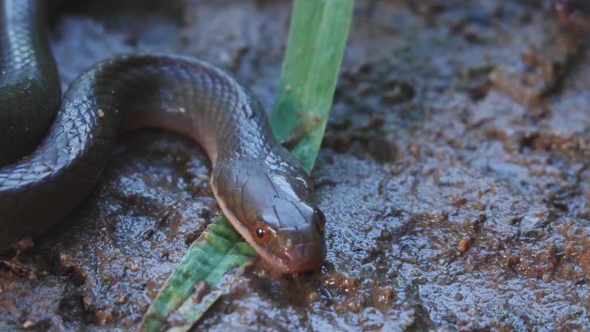 Brown Water Snake from South Africa