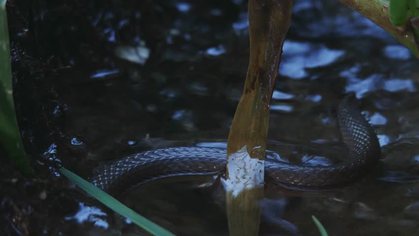 Brown Water Snake from South Africa