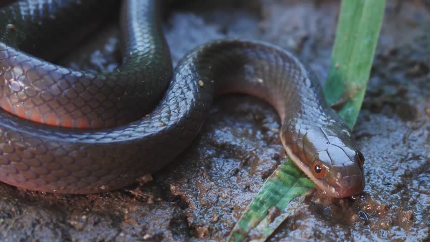 Brown Water Snake from South Africa