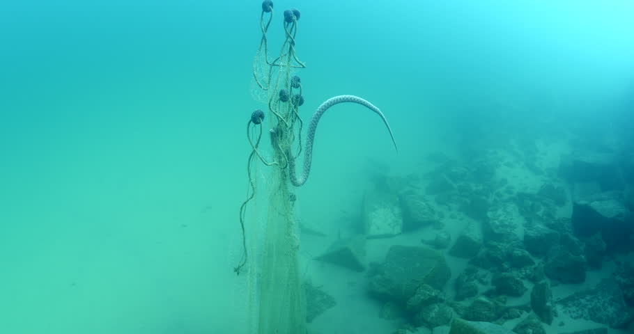 snake dead caught on old fishing net underwater