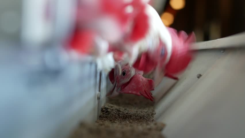 Shutterstock video thumbnail