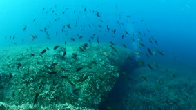 scuba diver underwater exploring reef scenery fish school around