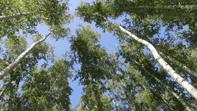birch forest view from below into the sky, video