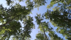 birch forest view from below into the sky, video