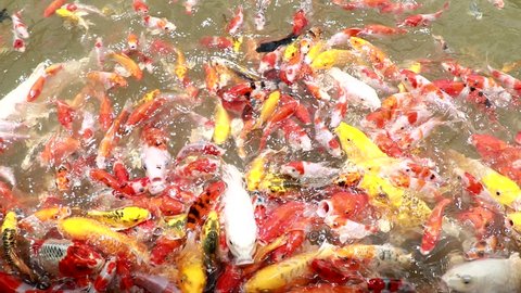 Feeding colorful fancy carp fish, Koi carps crowding together competing for food, Hundreds of fancy carp koi fish in pool.