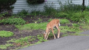 deer easting grass in New England, baby deer, faun, deer in backyard, spotted deer, female. - Powered by Shutterstock - Get 15% off with code: PIKWIZARD15