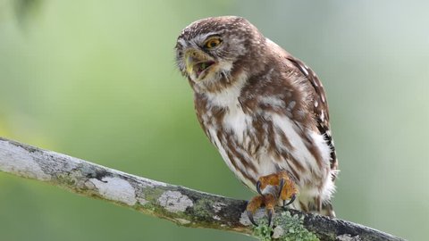 Close shot of a Ferruginous Pygmy-Owl in a tree branch