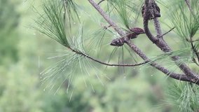 Pine branches with cones under pouring rain Close-up