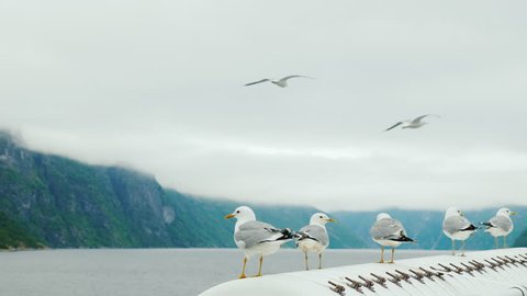 Several seagulls are sitting on board the ship against the background of the picturesque Norwegian fjord. The mountains in the background are covered with fog. Video Stok