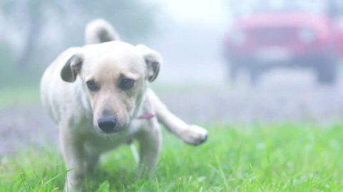 Little white dog pee in the foggy day