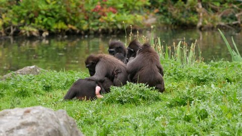 Sulawesi / Celebes Crested Macaques group engaging in mutual grooming sitting on grass