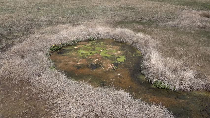 Algae-bacterial mats. Hot thermal spring, hot pool in the Yellowstone National park. Wyoming, USA