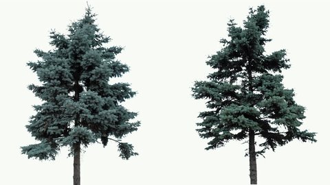 High quality 10bit footage of fir trees on the wind isolated on white background.  Made from 14bit RAW.