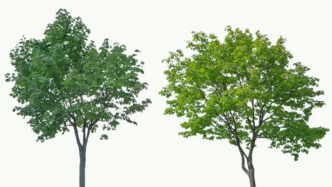 High quality 10bit footage of trees on the wind isolated on white background.  Made from 14bit RAW.