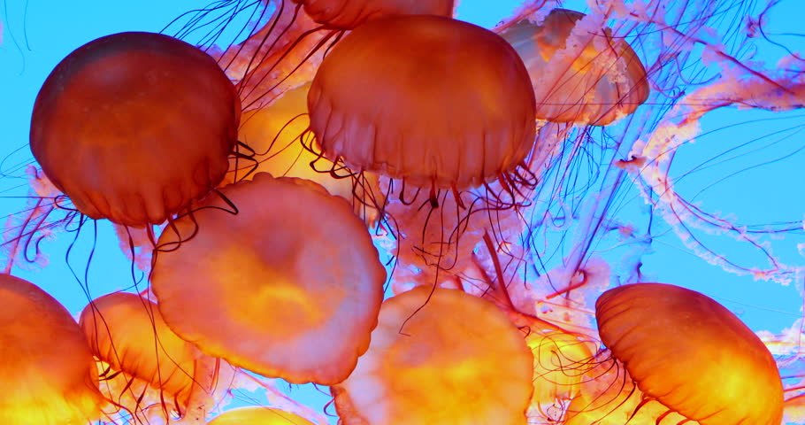 A Beautiful Group of Pacific or West Coast Sea Nettle Jellyfish (Chrysaora fuscescens) Float Through the Ocean. Tangled tentacles and bright colours make for a chaotic scene.