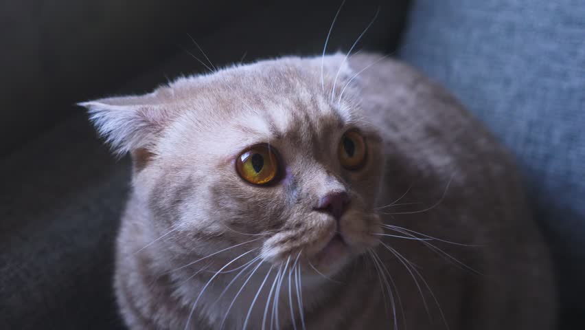 Scottish fold cat. close-up. frightened cat on the couch. hisses at something. 4k, slow motion Royalty-Free Stock Footage #1015871887