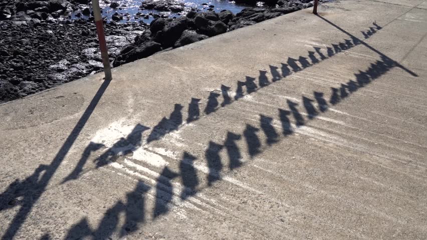 Dry squid at the beach in jeju island.