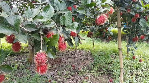 zoom out shot fresh rambutans with green leaf on the tree in the garden. Using gimbal equipment to shoot this footage. 