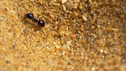 Antlion larva (Myrmeleon formicarius) hunting ants