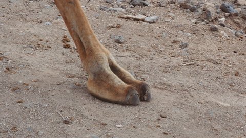 Camel legs walking on dry sandy path. Close up.