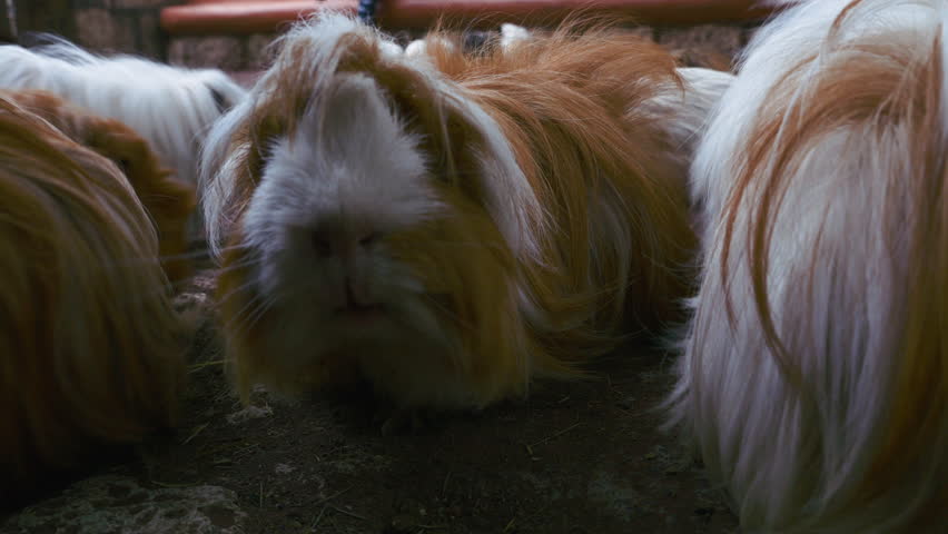 Herd of guinea pigs bunched together. Worm