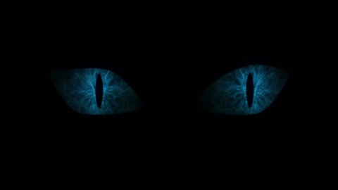 Blue cat eyes blinking Loop.
Animation of blue cat eyes blinking. Seamless loop.