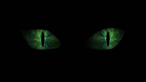 Green cat eyes blinking loop.
Animation of green cat eyes blinking. Seamless loop.