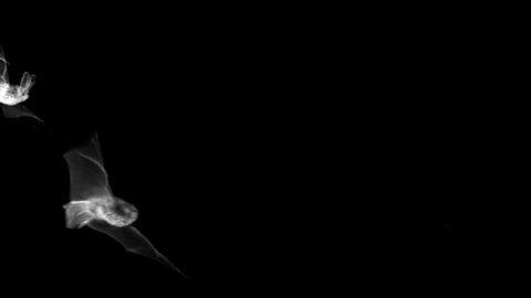 Common long-eared bat and daubenton's bat flying at night. Plecotus auritus and Myotis daubentonii. Infrared ultra slow motion hispeed, 2000 fps