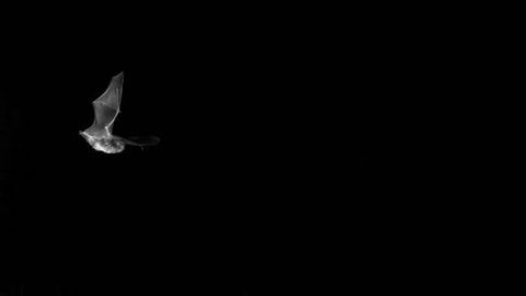 Common long-eared bat flying at night. Plecotus auritus. Infrared ultra slow motion hispeed, 2000 fps