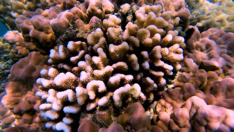 Below the surface view of marine life a tropical South sea coral reef Fiji Pacific ocean