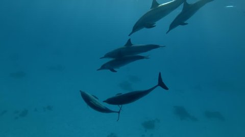 Group of dolphins playing in the blue water in mating season (Spinner Dolphin, Stenella longirostris) Close up, Underwater shot, 4K-60fps